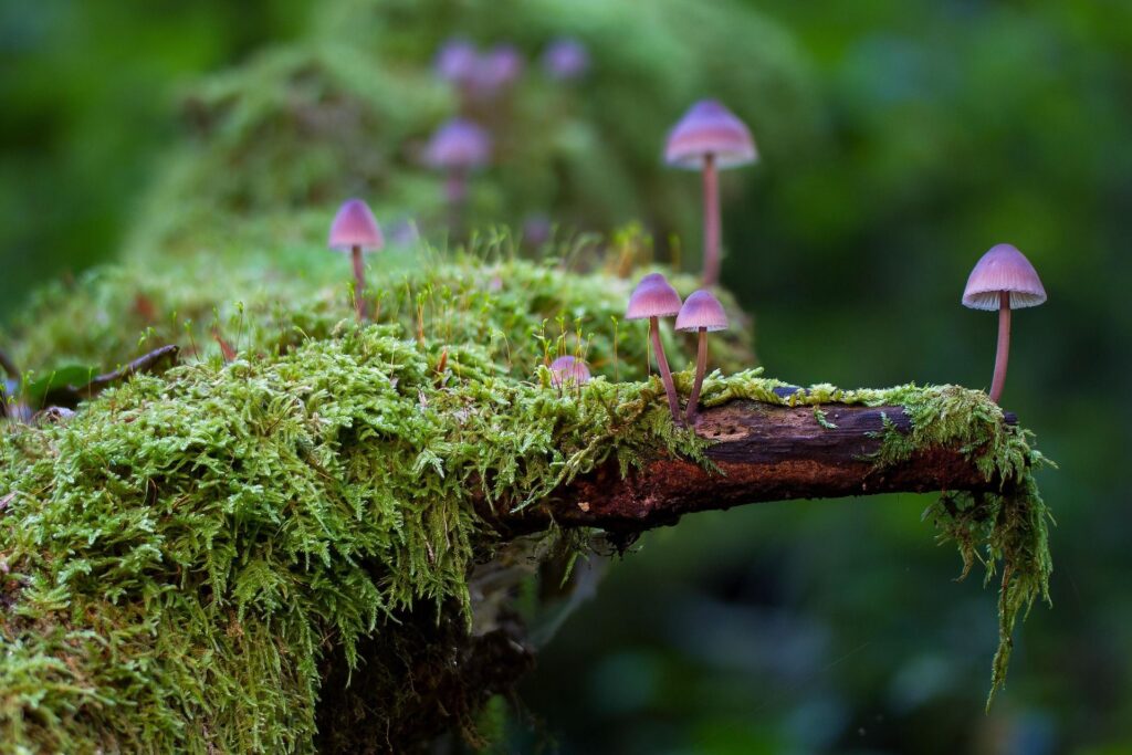 Branche d’arbre couverte de mousse avec de très petits champignons violets, ambiance douce et naturelle.