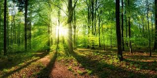 Rayons du soleil filtrant entre les arbres, évoquant l’apaisement intérieur et la lumière paisible qui émerge après avoir traversé des épreuves avec douceur.