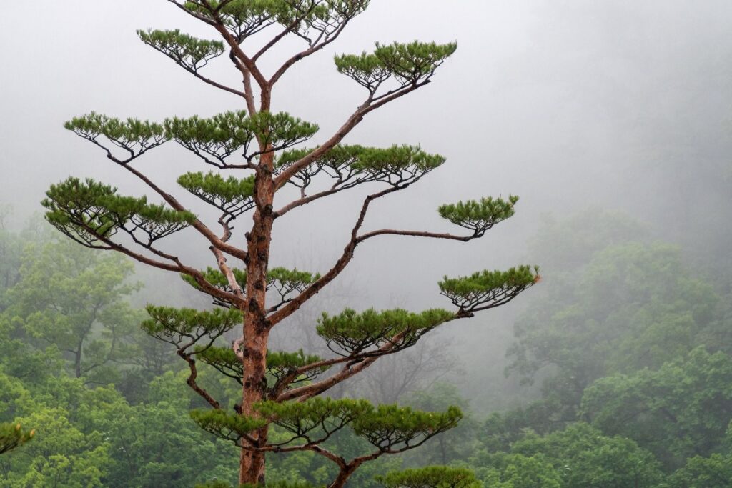 Arbre aux branches harmonieuses se dressant dans la brume, évoquant la stabilité et la confiance retrouvée.