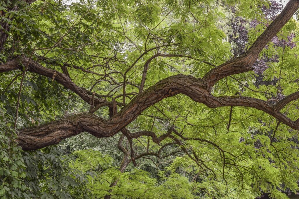 Arbre aux branches sinueuses et feuillage vert dense, symbole de tension et de libération intérieure