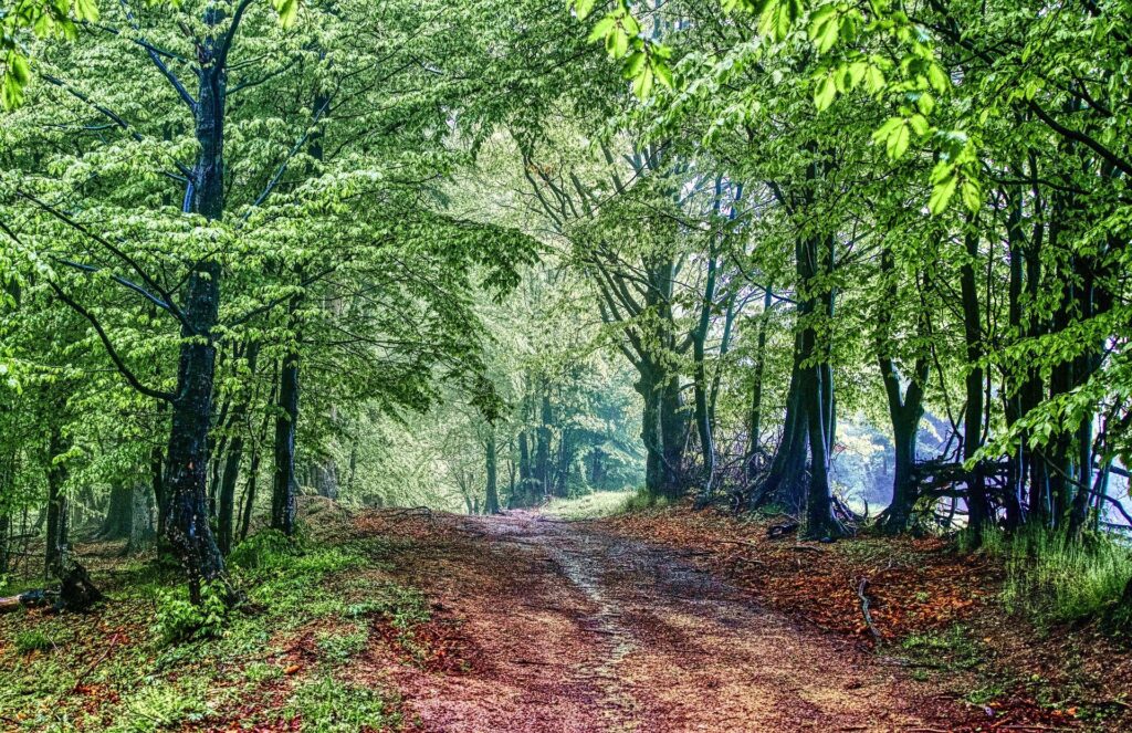 Chemin de terre traversant une forêt verdoyante, symbole du cheminement intérieur et de la sérénité retrouvée