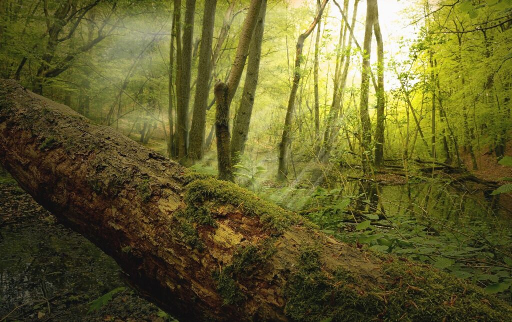 Forêt verdoyante traversée par la lumière, évoquant la renaissance et la confiance intérieure.