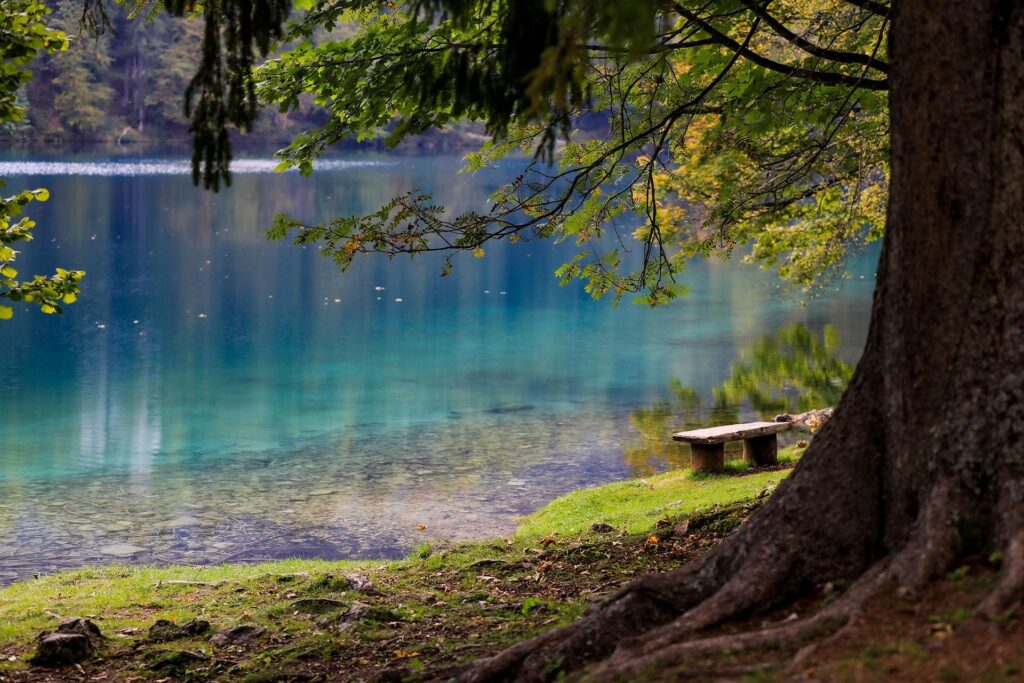 Banc en bois sous un arbre face à un lac bleu clair entouré de forêt
