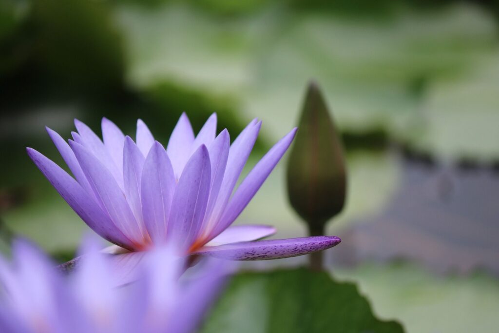 Lotus violet ouvert sur l’eau, évoquant la sérénité, la présence et la confiance intérieure.