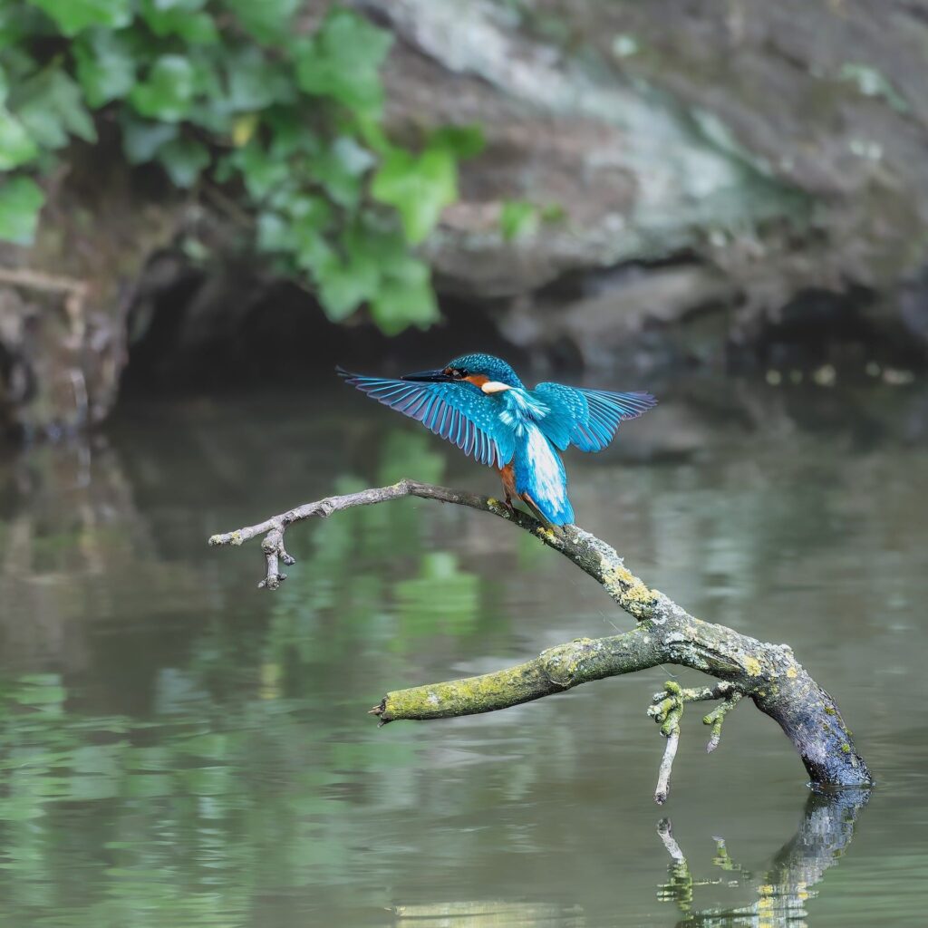 Oiseau bleu et orange, ailes ouvertes sur une branche au-dessus d’un étang calme