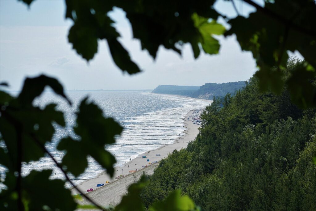 Plage bordée de forêt, vue à travers des feuilles, mer scintillante et horizon lointain