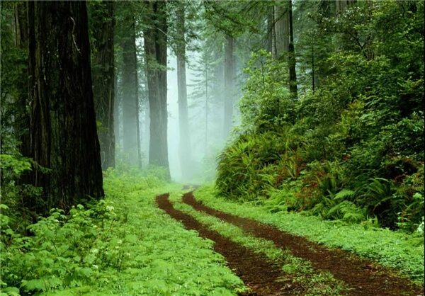 Sentier forestier dans la brume, symbole d’une présence douce et éclairante.