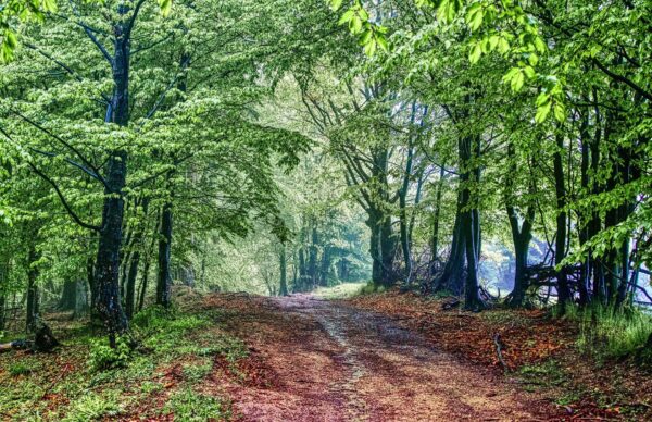 : Sentier bordé d’arbres verts, évoquant le chemin de transformation et l’exploration intérieure.