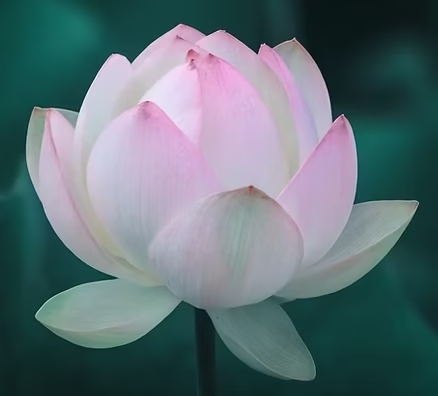 Fleur de lotus rose pâle sur fond vert, symbole de paix et d’harmonie intérieures.