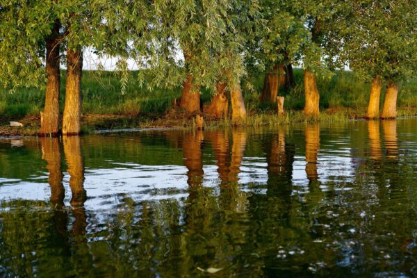 Rangée d’arbres se reflétant dans l’eau, symbole de cheminement et d’harmonie intérieurs.